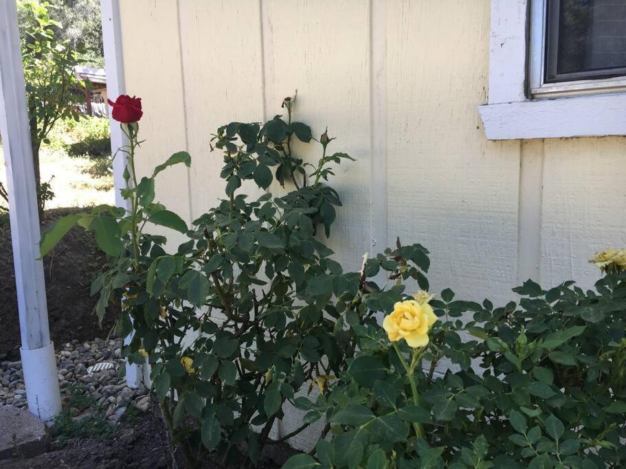 Sierra Sunset Cottage -Yosemite Area Vacation Cottage Ahwahnee Bagian luar foto